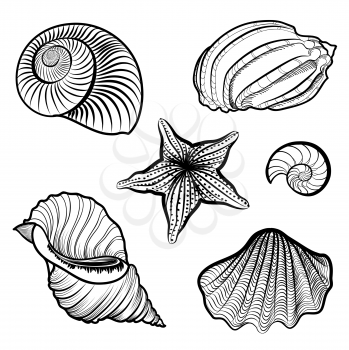 Seashell and starfish collection. Sea shell set ingraved vector illustration solated on white background. 