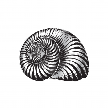 Seashell ingraved vector illustration isolated on white background.