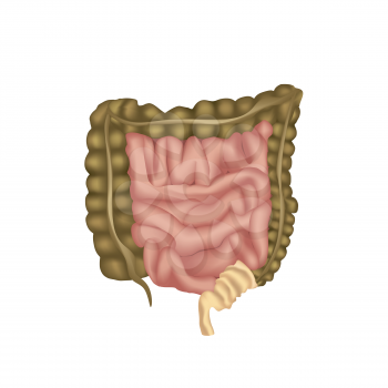 human digestive system, digestive tract or alimentary canal. Large Intestine isolated.