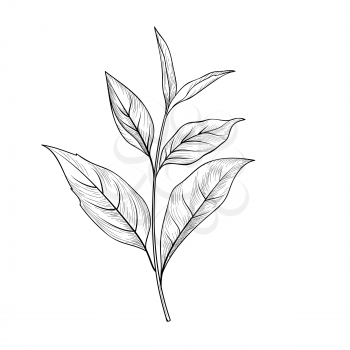 Tea branch sketch. Tea leaves card background for hot beverage menu deasign