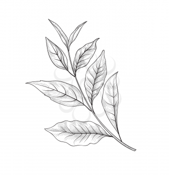 Green tea branch sketch. Tea leaves card background for hot beverage menu design