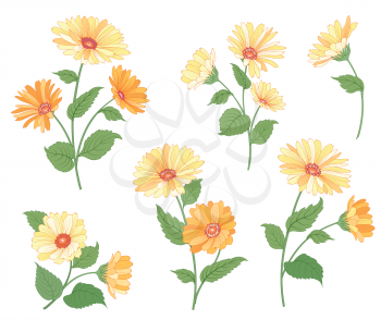 Flower calendula bouquet collection over white background. Floral illustration set for greeting card design.