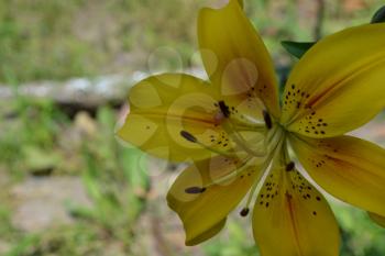 Lily yellow. Lilium. Lily flower closeup. Flowerbed. Flower Care