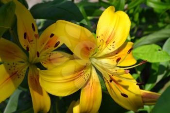 Lily yellow. Lilium. Lily flower closeup. Flowerbed