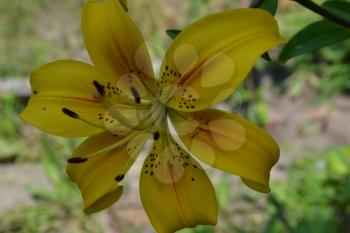 Lily yellow. Lilium. Lily flower closeup. Garden.  Flower Care