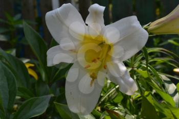 Lily. Lily white. Lilium candidum. Lily flower closeup.  Flowerbed. Flower Care