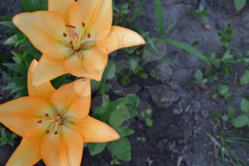 Lily. Lily yellow. Lilium. closeup. Garden. Flowerbed. Flower Care