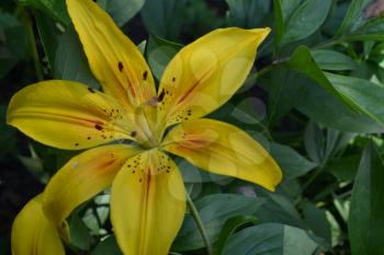 Lily. Lily yellow. Lilium. Lily flower closeup. Garden.  Flower Care