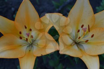 Lily. Lily yellow. Lilium. Lily flower closeup. Garden. Flowerbed. Flower