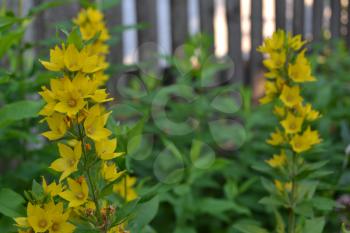 Lysimachia vulgaris. Lysimachia vulgaris. Yellow flowers. Close-up. Flowerbed. Garden. Solar flowers. Horizontal photo