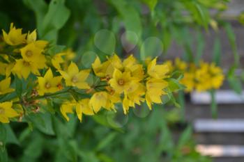 Lysimachia vulgaris. Lysimachia vulgaris. Yellow flowers. Close-up. Flowerbed. Garden. Solar flowers. Vertical photo