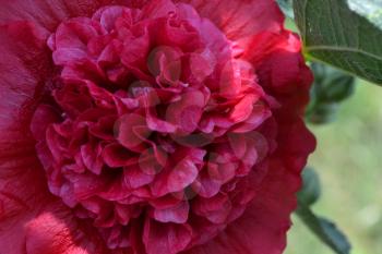 Mallow. Malva. Alcea. Large, curly flowers. The flower similar to a rose. Red, burgundy. Sun rays. Garden. Flowerbed