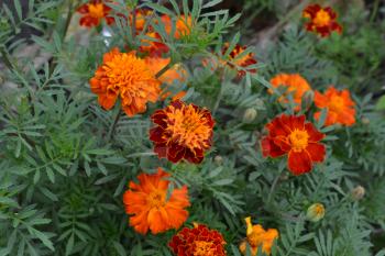 Marigolds. Tagetes. Flowers yellow or orange. Fluffy buds. Green leaves. Garden. Growing flowers. Horizontal photo