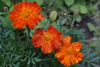 Marigolds. Tagetes. Flowers yellow or orange. Garden. Flowerbed. Fluffy buds. Green leaves. Growing flowers. Horizontal photo