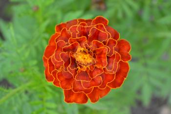Marigolds. Tagetes. Flowers yellow or orange. Garden. Flowerbed. Fluffy buds. Green leaves. Horizontal photo