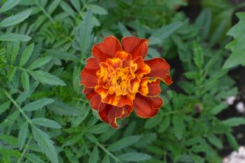 Marigolds. Tagetes. Flowers yellow or orange. Garden. Fluffy buds. Green leaves. Growing flowers. Horizontal