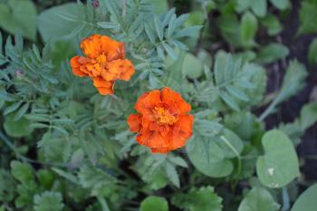 Marigolds. Tagetes. Garden. Flowerbed. Fluffy buds. Green leaves. Growing flowers. Flowers yellow or orange. Horizontal photo