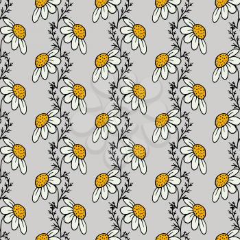 Floral seamless background. Chamomile officinalis. Sprigs, leaves. Waves of flowers. Strips. Light gray background
