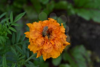 Marigolds. Tagetes. Tagetes erecta. Flowers yellow or orange. Fluffy buds. Bee. Green leaves. Flowerbed. Growing flowers. Horizontal photo