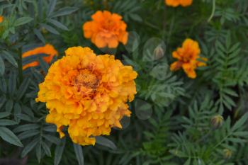 Marigolds. Tagetes. Tagetes erecta. Flowers yellow or orange. Fluffy buds. Green leaves. Garden. Flowerbed. Horizontal