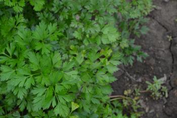 Parsley. Petroselinum. parsley leaves. Green leaves. Parsley growing in the garden. Close-up. Garden. Field. Farm. Agriculture. Growing herbs. Horizontal photo