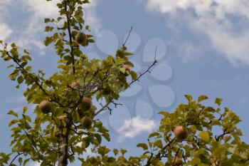 Pear. Pyrus communis. Tree with ripe pear fruit. The branches against the sky. Horizontal