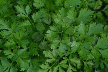 Parsley. Petroselinum. parsley leaves. Green leaves. Parsley growing in the garden. Close-up. Garden. Agriculture. Growing herbs. Horizontal photo