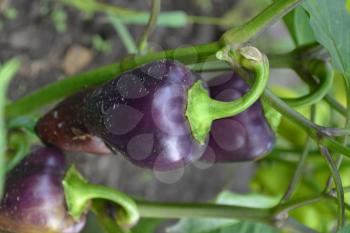 Pepper. Capsicum annuum. Pepper purple. Close-up. Pepper growing in the garden. Garden. Field. Cultivation of vegetables. Agriculture. Vertical