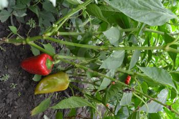 Pepper. Capsicum annuum. Pepper red and green. Pepper growing in the garden. Garden. Field. Cultivation of vegetables. Vertical photo