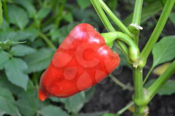 Pepper. Capsicum annuum. Pepper red. Pepper growing in the garden. Garden. Field. Cultivation of vegetables. Horizontal