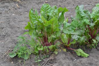 Beet. Beta vulgaris. Garden, field, farm. Beet growing
