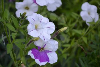 Petunia. Stimoryne. Petunia nyctaginiflora. Delicate flower. Flowers are white with purple. Bushes petunias. Green leaves. Garden. Flowerbed. Growing flowers. Beautiful plants. Horizontal photo