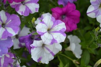 Petunia. Stimoryne. Petunia nyctaginiflora. Delicate flower. Flowers are white with purple. Bushes petunias. Green leaves. Garden. Flowerbed. Beautiful plants. Horizontal photo