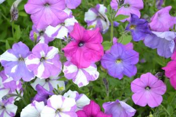 Petunia. Stimoryne. Petunia nyctaginiflora. Delicate flower. Flowers of different colors - white, pink, purple. Bushes petunias. Green leaves. Garden. Flowerbed. Growing flowers. Beautiful plants. Horizontal