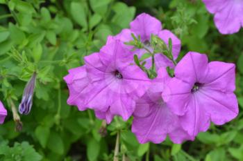 Petunia. Stimoryne. Petunia nyctaginiflora. Delicate flower. Flowers pink. bushes petunias. Flowerbed. Growing flowers. Beautiful plants. Horizontal