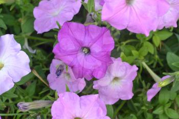 Petunia. Stimoryne. Petunia nyctaginiflora. Delicate flower. Flowers pink. bushes petunias. Green leaves. Garden. Flowerbed. Beautiful plants. Horizontal photo