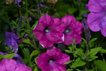 Petunia. Stimoryne. Petunia nyctaginiflora. Delicate flower. Flowers purple color. bushes petunias. Green leaves. Garden. Flowerbed. Beautiful plants. Horizontal photo