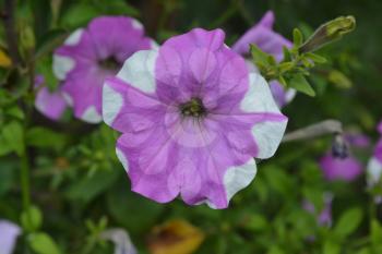 Petunia. Stimoryne. Petunia nyctaginiflora. Delicate flower. Flowers purple with white stripes. Bushes petunias. Green leaves. Garden. Flowerbed. Growing flowers. Beautiful plants. Horizontal photo