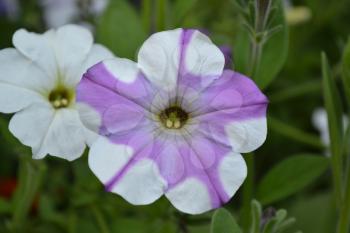 Petunia. Stimoryne. Petunia nyctaginiflora. Delicate flower. Flowers purple with white stripes. Bushes petunias. Green leaves. Garden. Flowerbed. Growing flowers. Beautiful plants. Horizontal