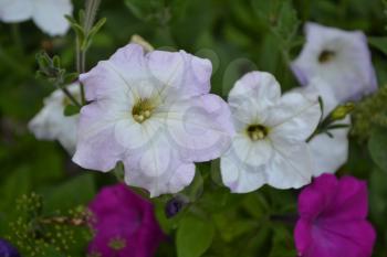 Petunia. Stimoryne. Petunia nyctaginiflora. Delicate flower. White flowers. bushes petunias. Green leaves. Flowerbed. Growing flowers. Beautiful plants. Horizontal
