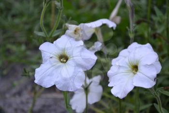 Petunia. Stimoryne. Petunia nyctaginiflora. Delicate flower. White flowers. bushes petunias. Green leaves. Garden. Flowerbed. Growing flowers. Beautiful plants. Horizontal photo