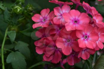 Phlox. Polemoniaceae. Beautiful inflorescence. Flowers pink. Nice smell. Growing flowers. Flowerbed. Garden. Floriculture. Close-up. Horizontal photo