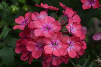 Phlox. Polemoniaceae. Beautiful inflorescence. Flowers pink. Nice smell. Growing flowers. Flowerbed. Garden. Floriculture. On blurred background. Close-up. Horizontal
