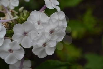 Phlox. Polemoniaceae. Beautiful inflorescence. White flowers. Nice smell. Growing flowers. Flowerbed. Garden. Floriculture. Horizontal
