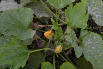Pumpkin growing in the vegetable garden. Cucurbita. Pumpkin flower. Garden, field, farm. Photos of nature. Horizontal