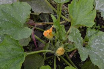 Pumpkin growing in the vegetable garden. Cucurbita. Pumpkin flower. Garden, field, farm