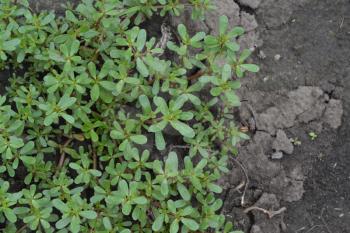 Purslane. Portulaca oleracea. Purslane grows in the garden. The green oval leaves. Treatment plant. Garden. Growing. Agriculture. Horizontal photo