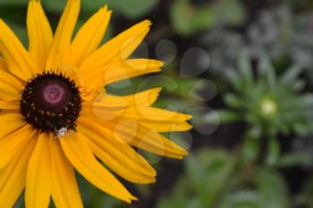 Rudbeckia. Perennial. Similar to the daisy. Tall flowers. Flowers are yellow. It's sunny. Garden. Flowerbed. Horizontal photo