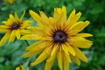 Rudbeckia. Perennial. Similar to the daisy. Tall flowers. Flowers are yellow. On blurred background. It's sunny. Garden. Flowerbed. Floriculture. Horizontal