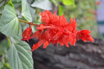 Salvia. Salvia splendens. Flower red. Heat-loving plants. Annual plant. Beautiful flower. Flowerbed. Growing flowers. Close-up. On blurred background. Vertical